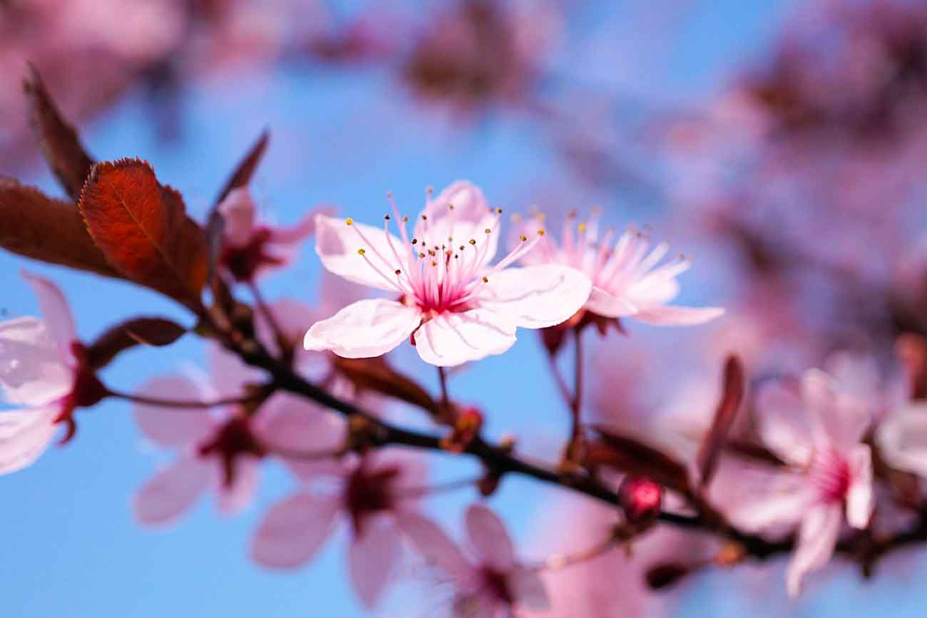 fleurs-cerisier